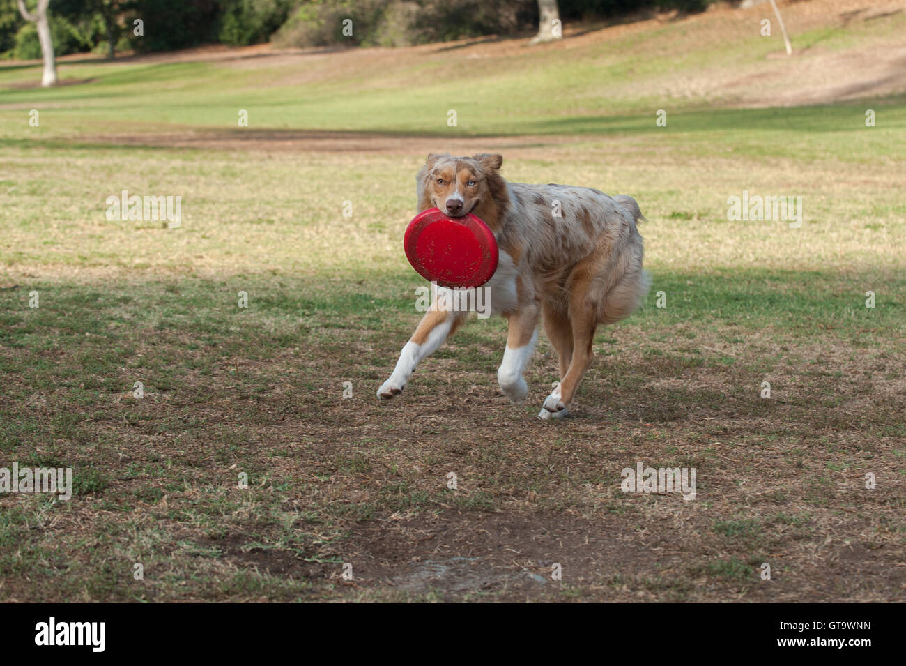 Red Merle Australian Shepard dog running in grass at park while looking right. Stock Photo