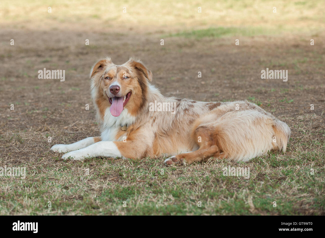 Red Merle Australian Shepard dog lying in grass at park with smile Stock Photo