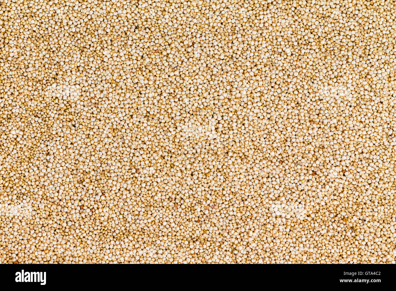Background texture of healthy quinoa grain, Chenopodium quinoa, a