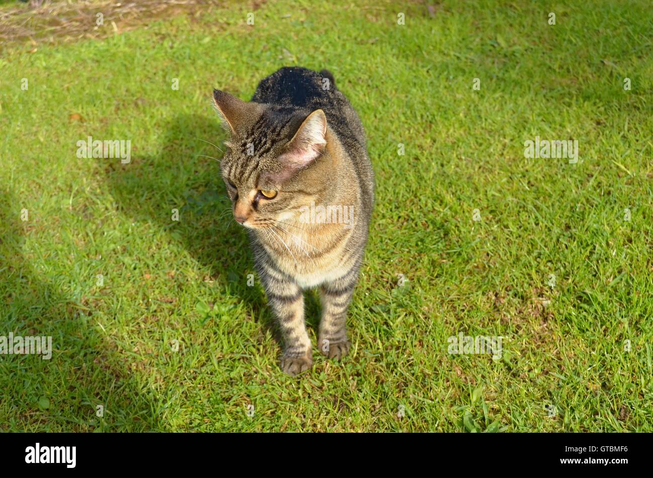 Playing tabby cat hires stock photography and images Alamy