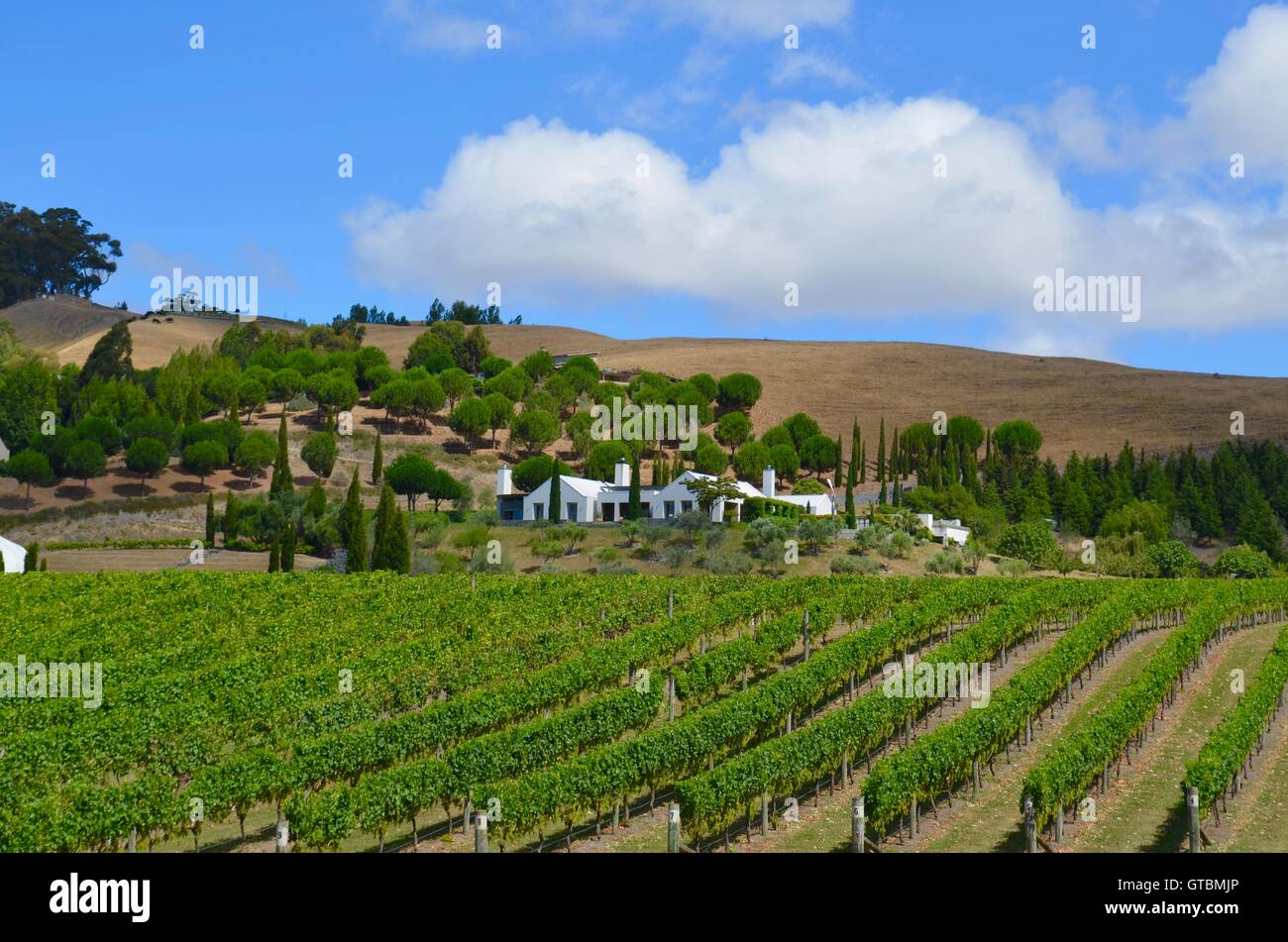 Winery in New Zealand Stock Photo