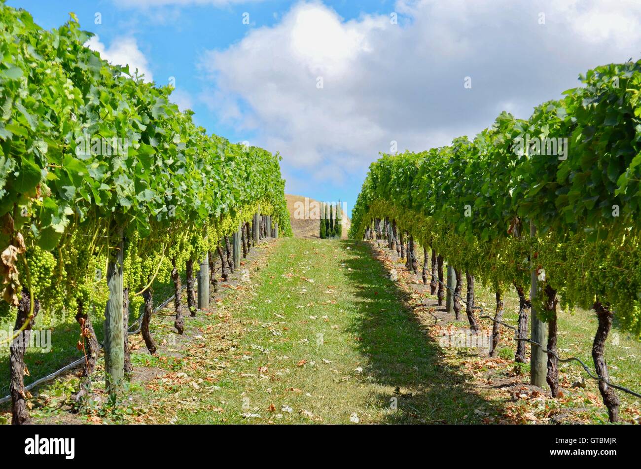 Winery in New Zealand Stock Photo Alamy