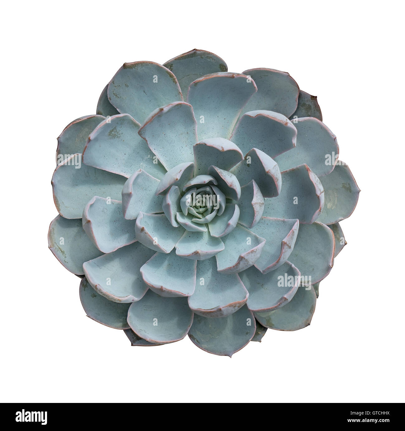thumbnail image 2 of 5-6cm Live Succulent Plant - Cactus, Potted, Indoor/Outdoor Home Garden Decor (Multicolor) 2 of 5