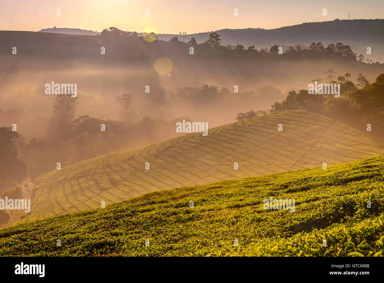 tea plantations Eastern Highlands Zimbabwe Africa Stock Photo Alamy
