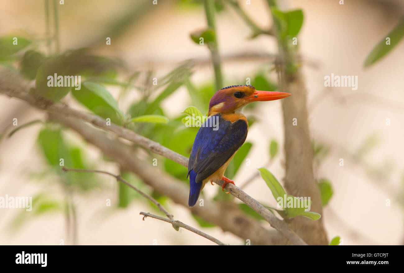 African Pygmy-kingfisher (Ispidina picta) perched on a branch looking at the camera Stock Photo