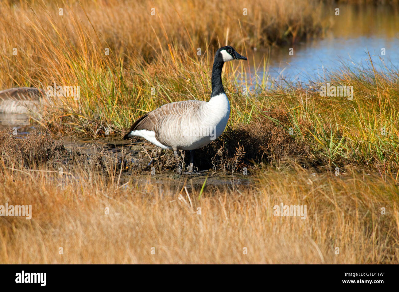 Canada goose at Salt Pannes Wildlife Observation Area, Parker River