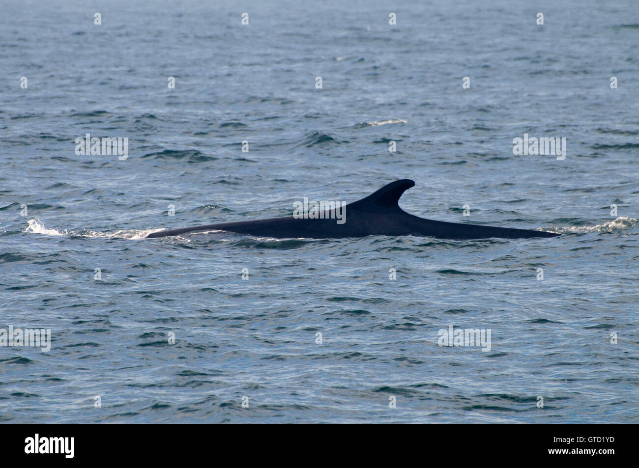 Fin whale, Stellwagen Bank National Marine Sanctuary, Massachusetts ...