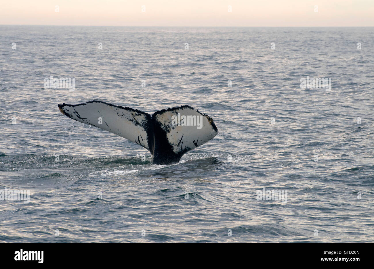 Humpback whale, Stellwagon Bank National Marine Sanctuary ...