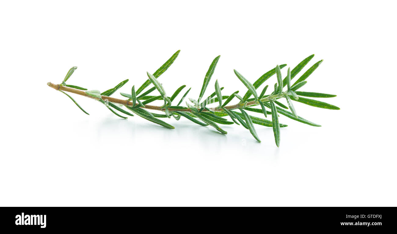 The rosemary branch isolated on white background. Stock Photo