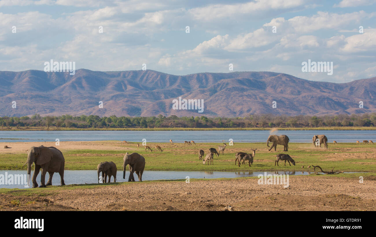 Wildlife on the Zambezi river: African Elephant (Loxodonta africana), Common Waterbuck (Kobus ellipsiprymnus), Impala (Aepyceros Stock Photo