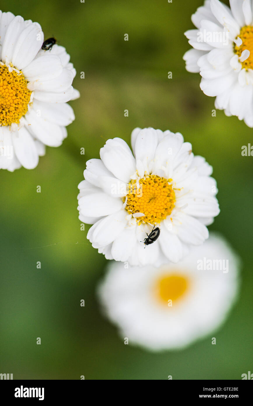 Bugs on feverfew (Tanacetum parthenium) flowers Stock Photo