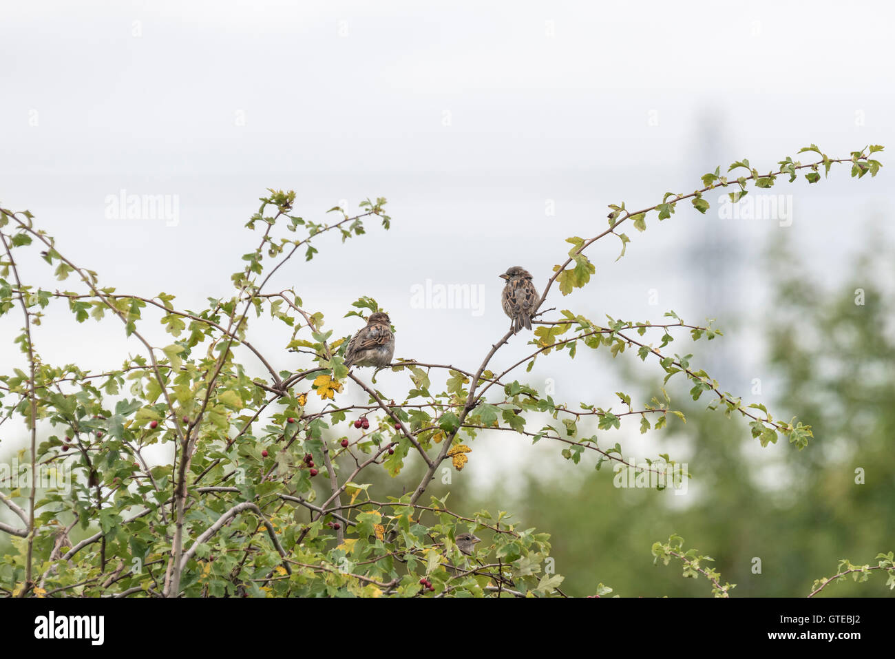 Two House Sparrows High Resolution Stock Photography and Images - Alamy