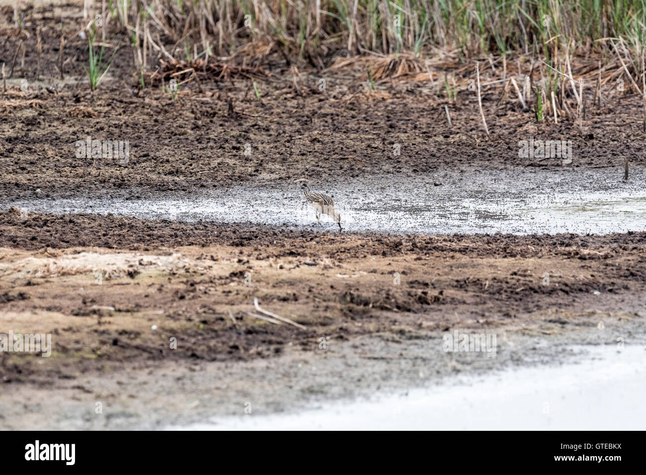 A Ruff foraging in mud Stock Photo