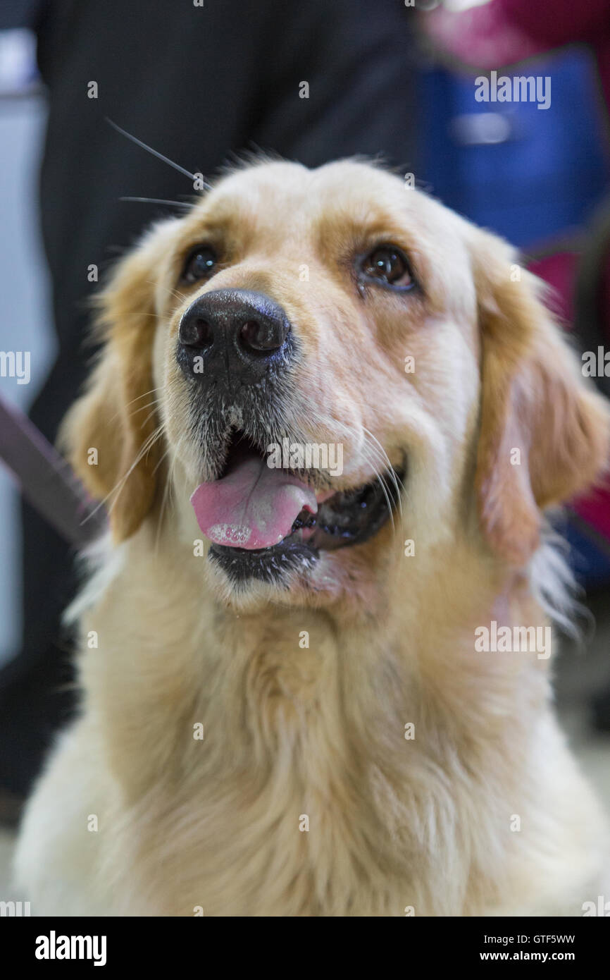 A Matured Golden Retriever Staring Upwards at its owner. Stock Photo