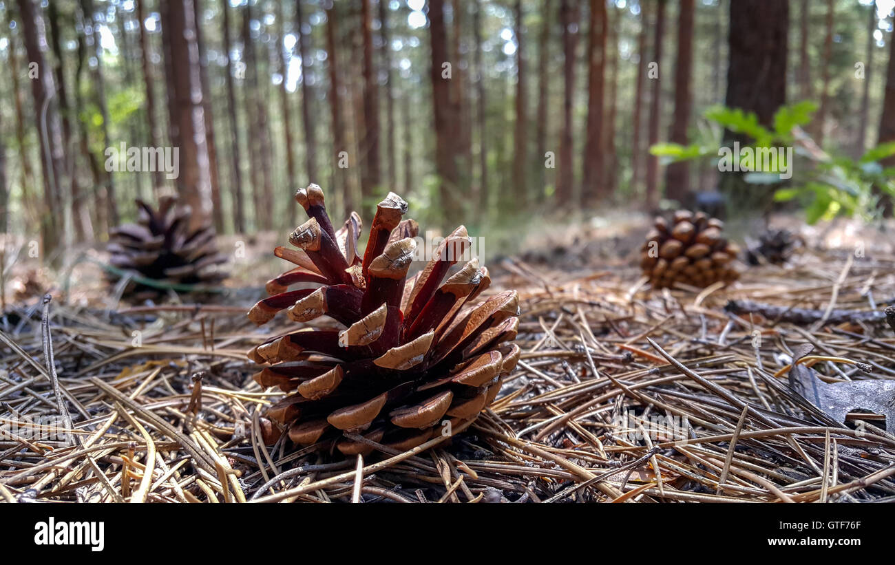 Several pine cones fallen on the ground in the forest in a summer day. Stock Photo