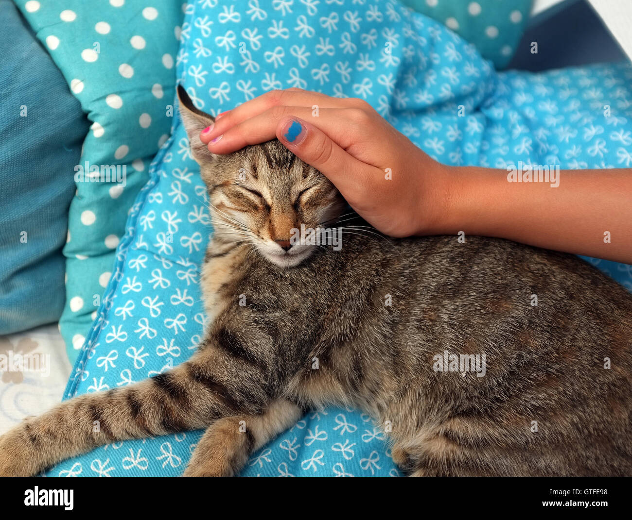 Кошка подросток. Кошка подросток. Чешет за ушком. Petting is. Котика гладят.