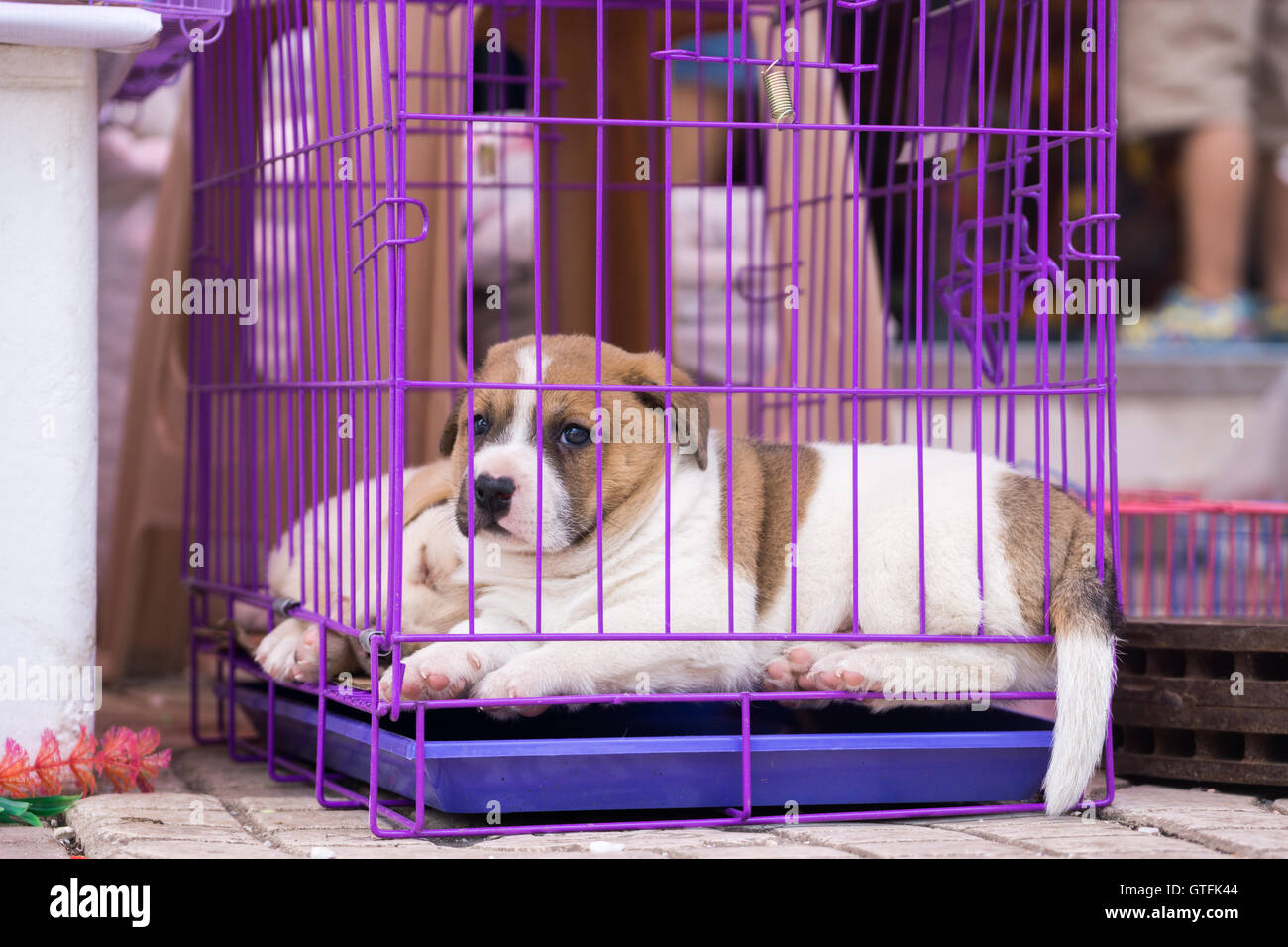 Caged puppy in China Stock Photo