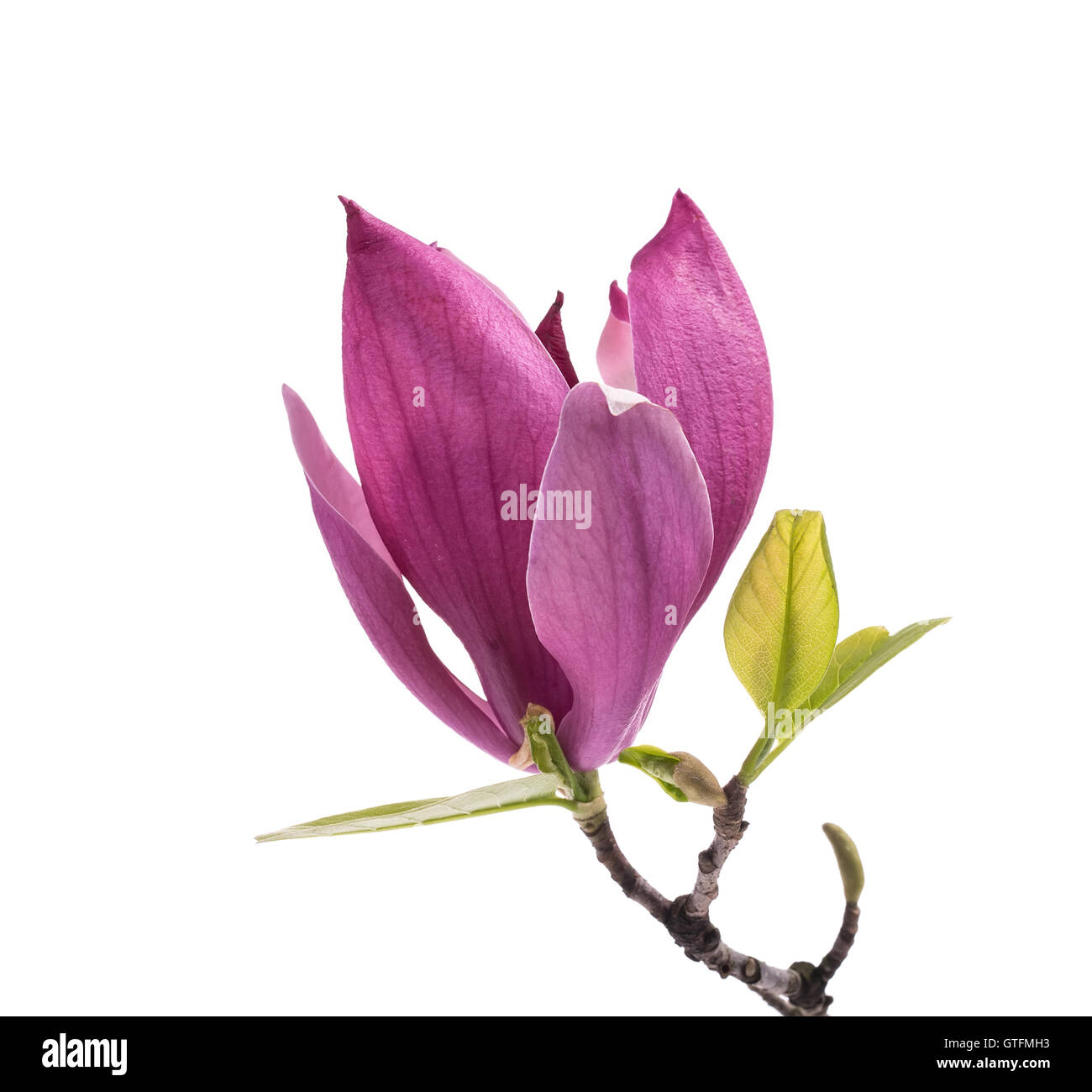 pink magnolia flowers Stock Photo Alamy