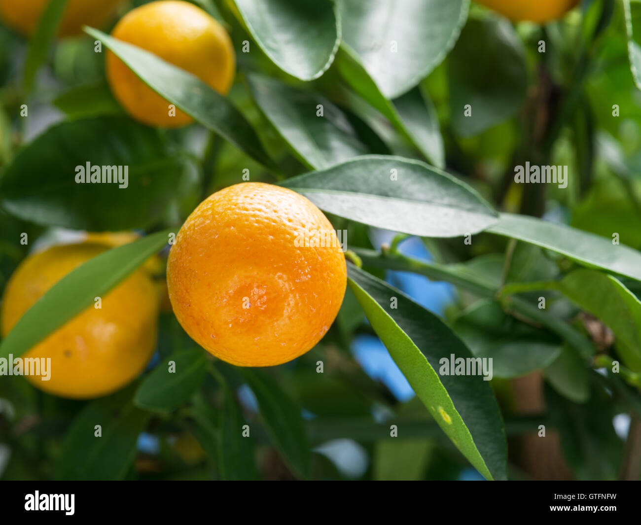 Tangerine Tree Ripe Ripe tangerine fruits on the tree. Blue sky background Stock Photo - Alamy