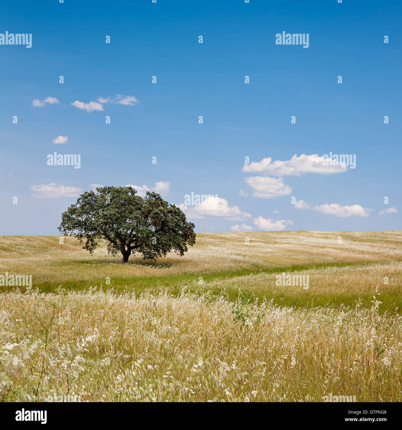 Alone in a wide field hi-res stock photography and images - Alamy