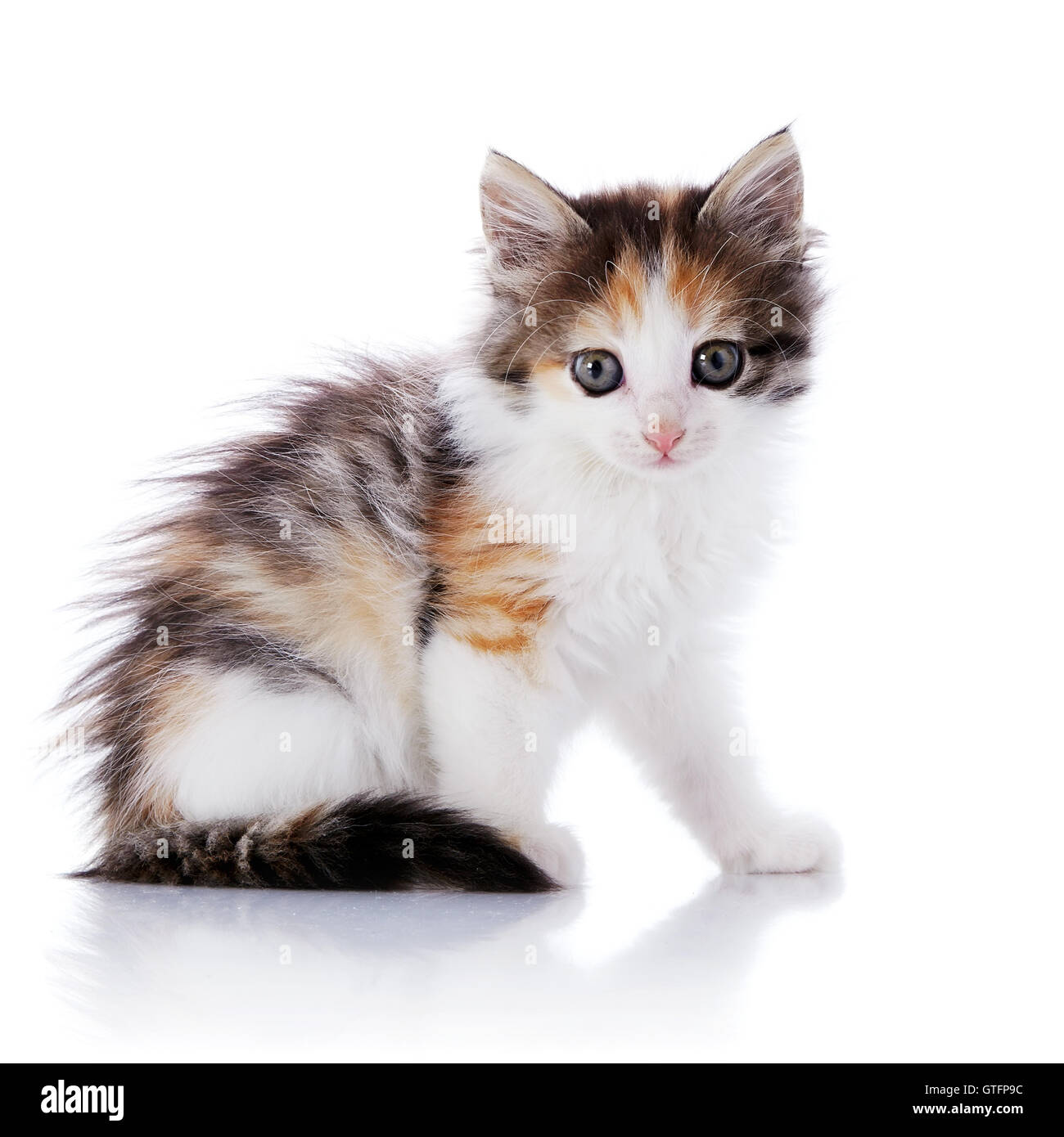 Multi Colored Small Cat Sits On A White Background Stock Photo