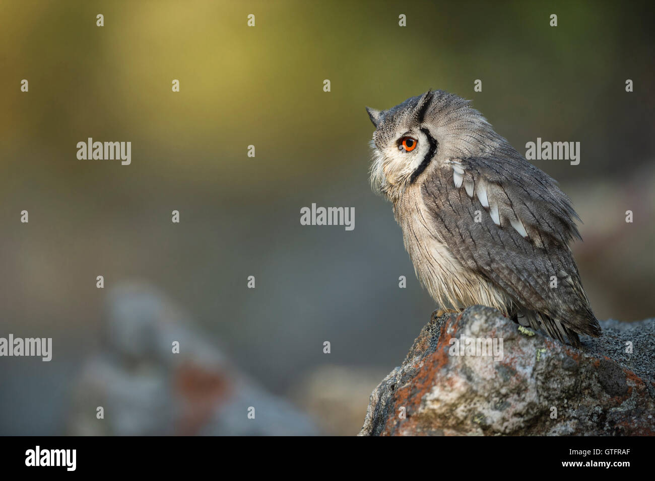 Southern White-faced Owl / Suedbuescheleule ( Ptilopsis granti ), perched on a rock, side view, nice surrounding and light. Stock Photo