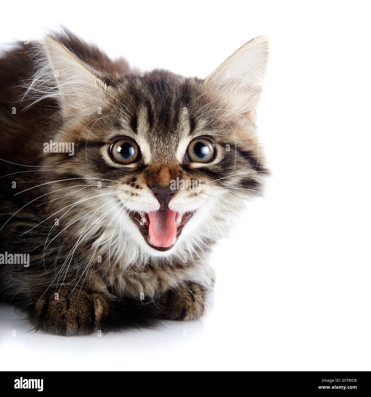 Hissing kitten hi-res stock photography and images - Alamy