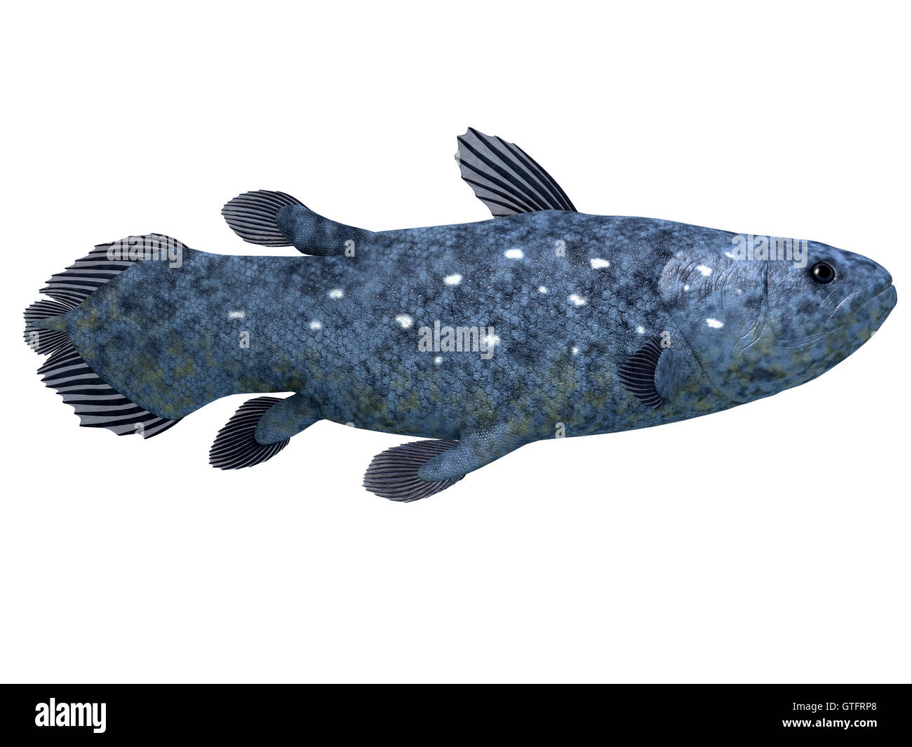 Coelacanth Fish on White Stock Photo
