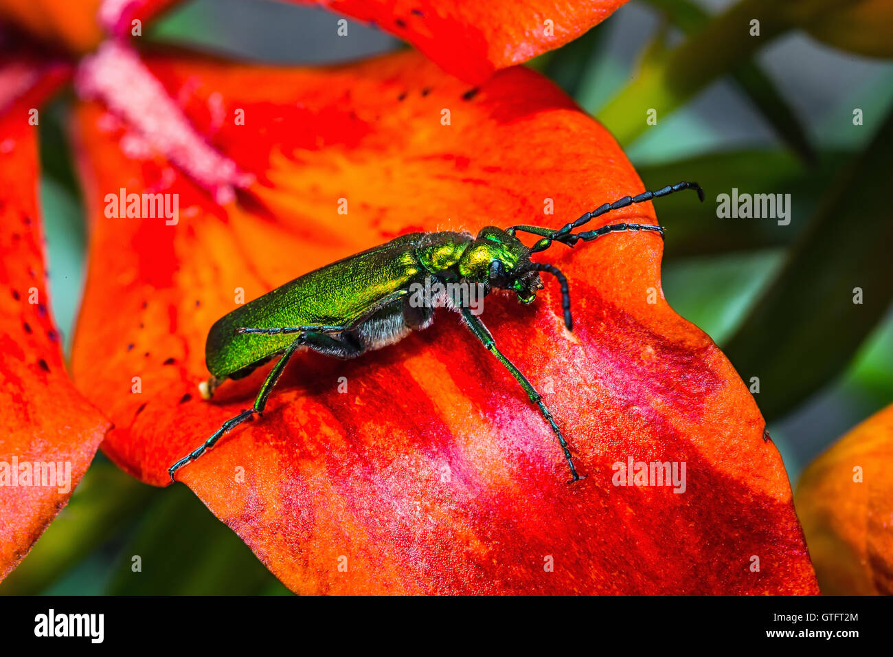 green beetle on a flower Stock Photo - Alamy