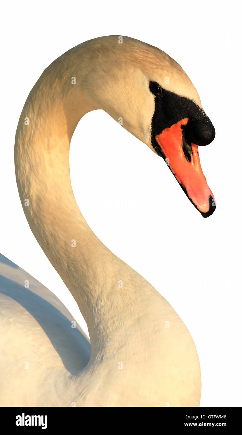 Portrait of white swan Stock Photo Alamy
