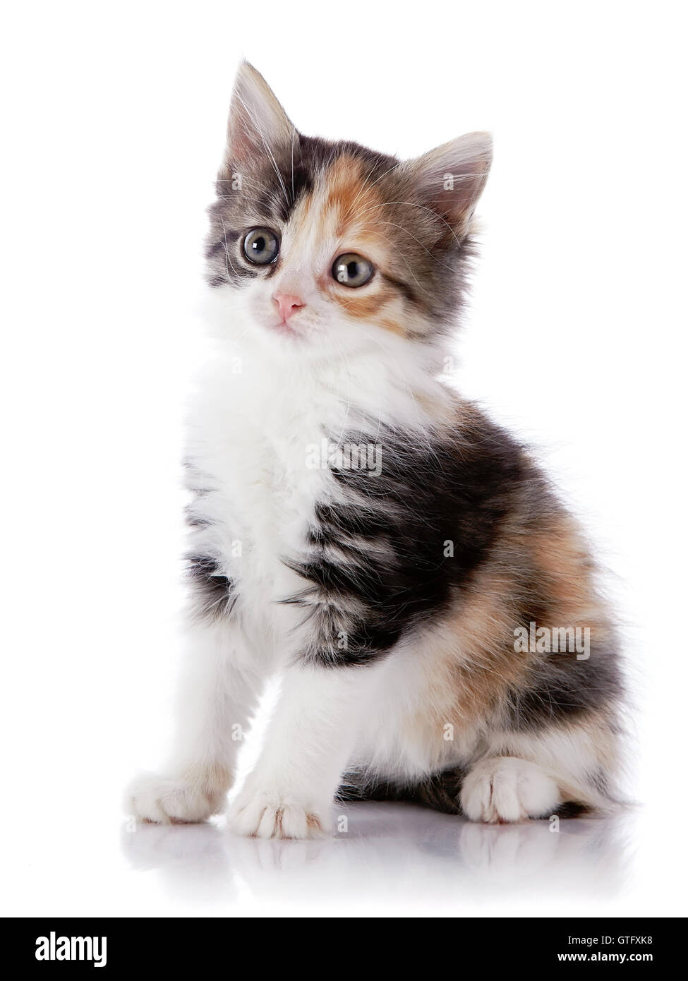 Multi-colored kitten on a white background Stock Photo - Alamy