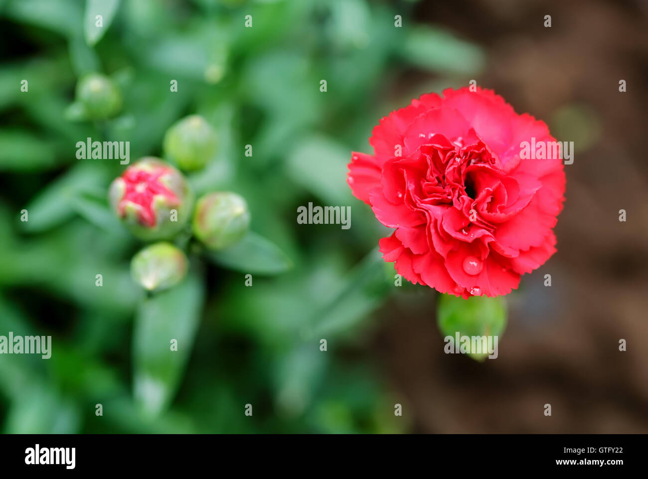 Carnation flower Stock Photo