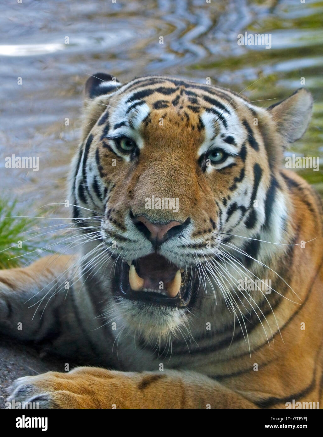 Amur Tiger (panthera tigris altaica) bathing Stock Photo