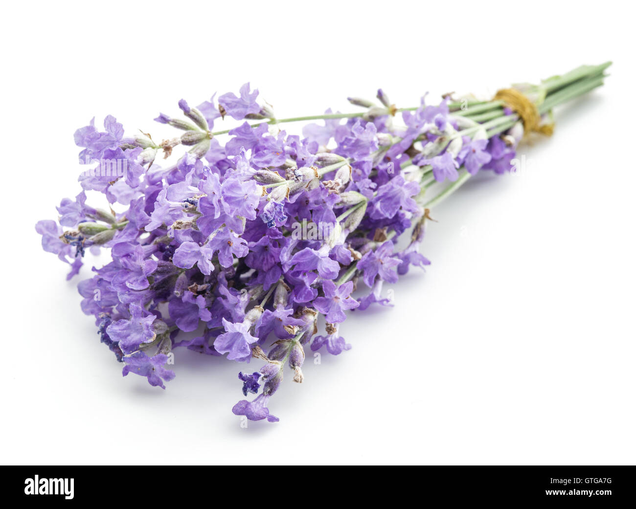 Bunch of lavandula or lavender flowers isolated on white background. Stock Photo