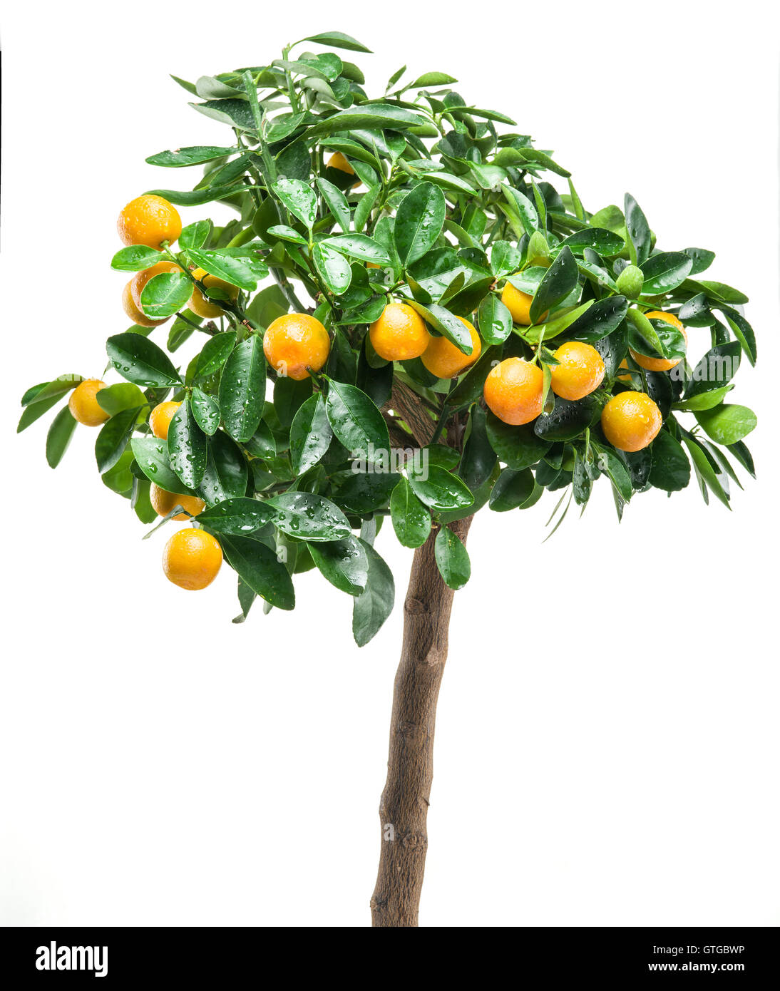 Ripe tangerine fruits on the tree. White background Stock Photo Alamy