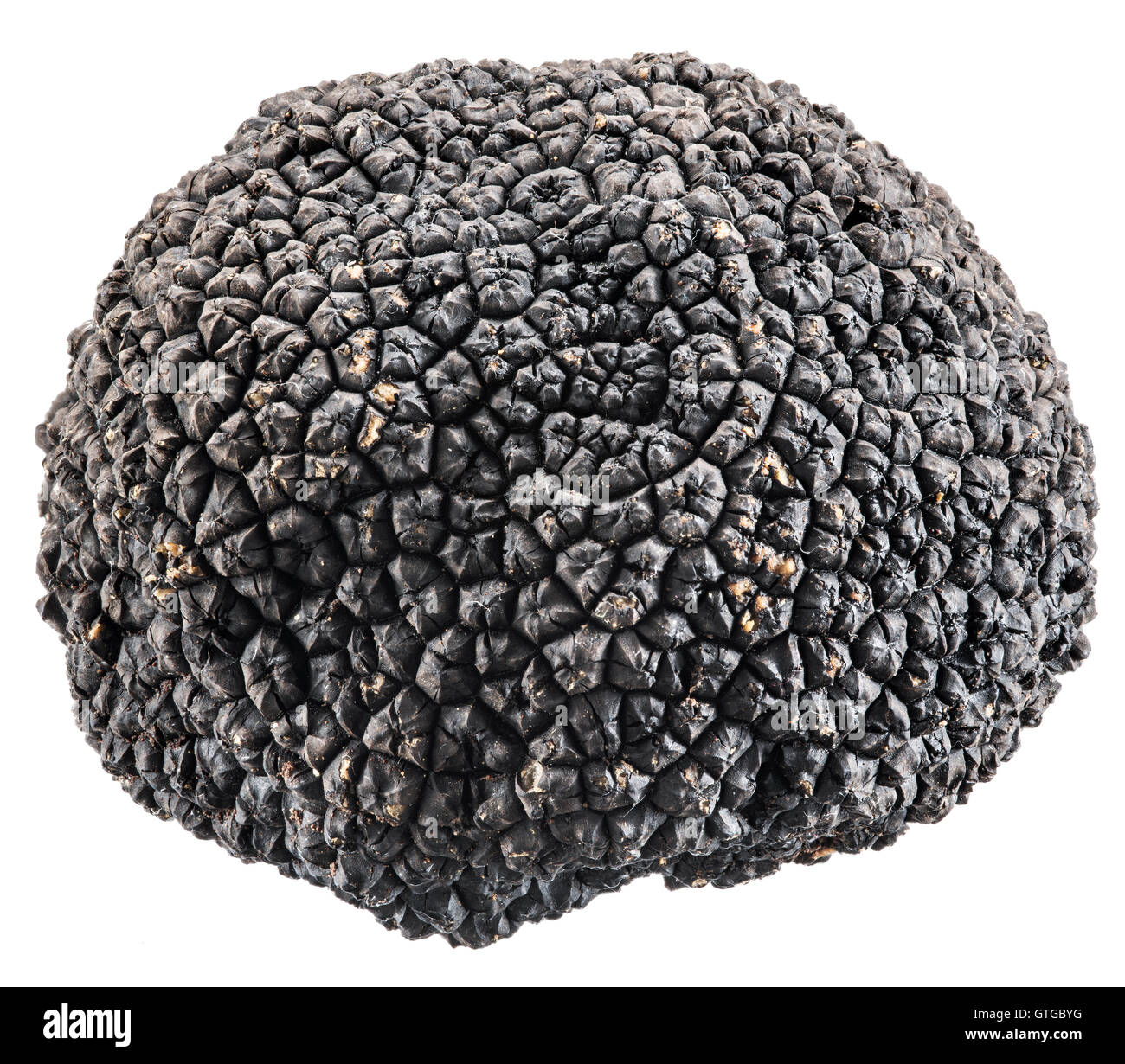 Black truffle. File contains clipping paths. Stock Photo