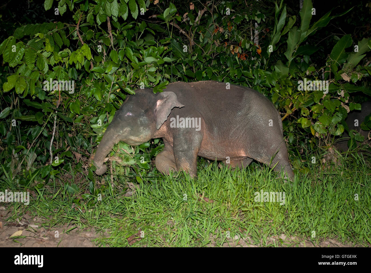 Borneo Pygmy Elephant, Kinabatangan River, Borneo Stock Photo