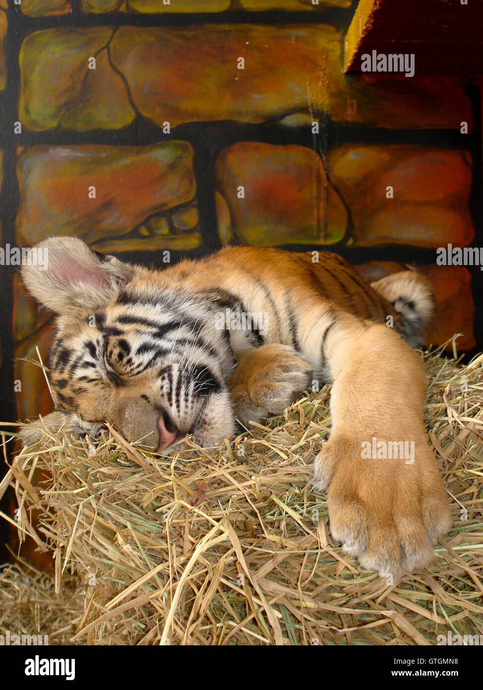 tiger cubs sleeping