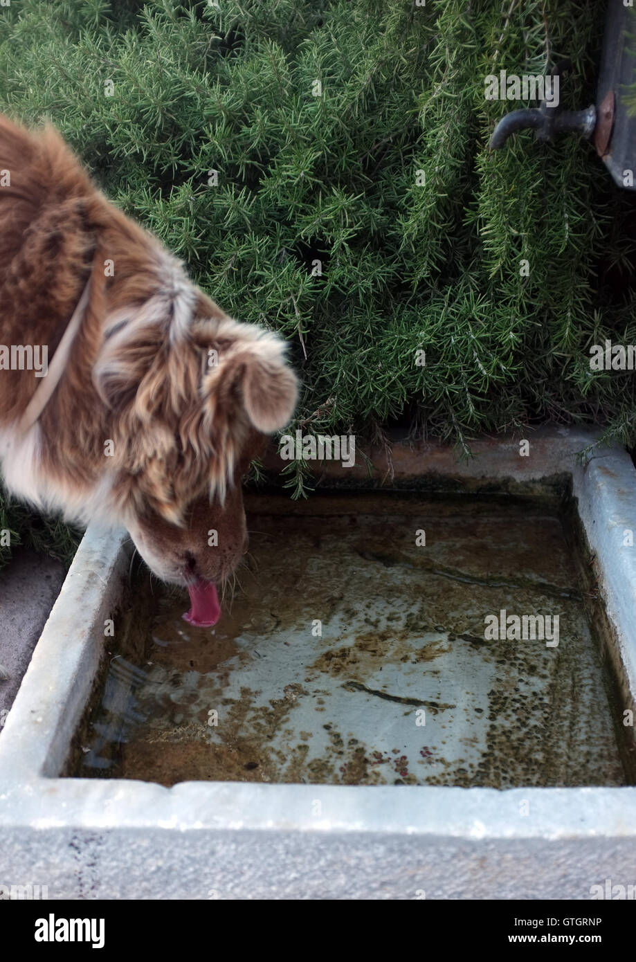 Dog drinking water from the little pond under fountain Stock Photo Alamy