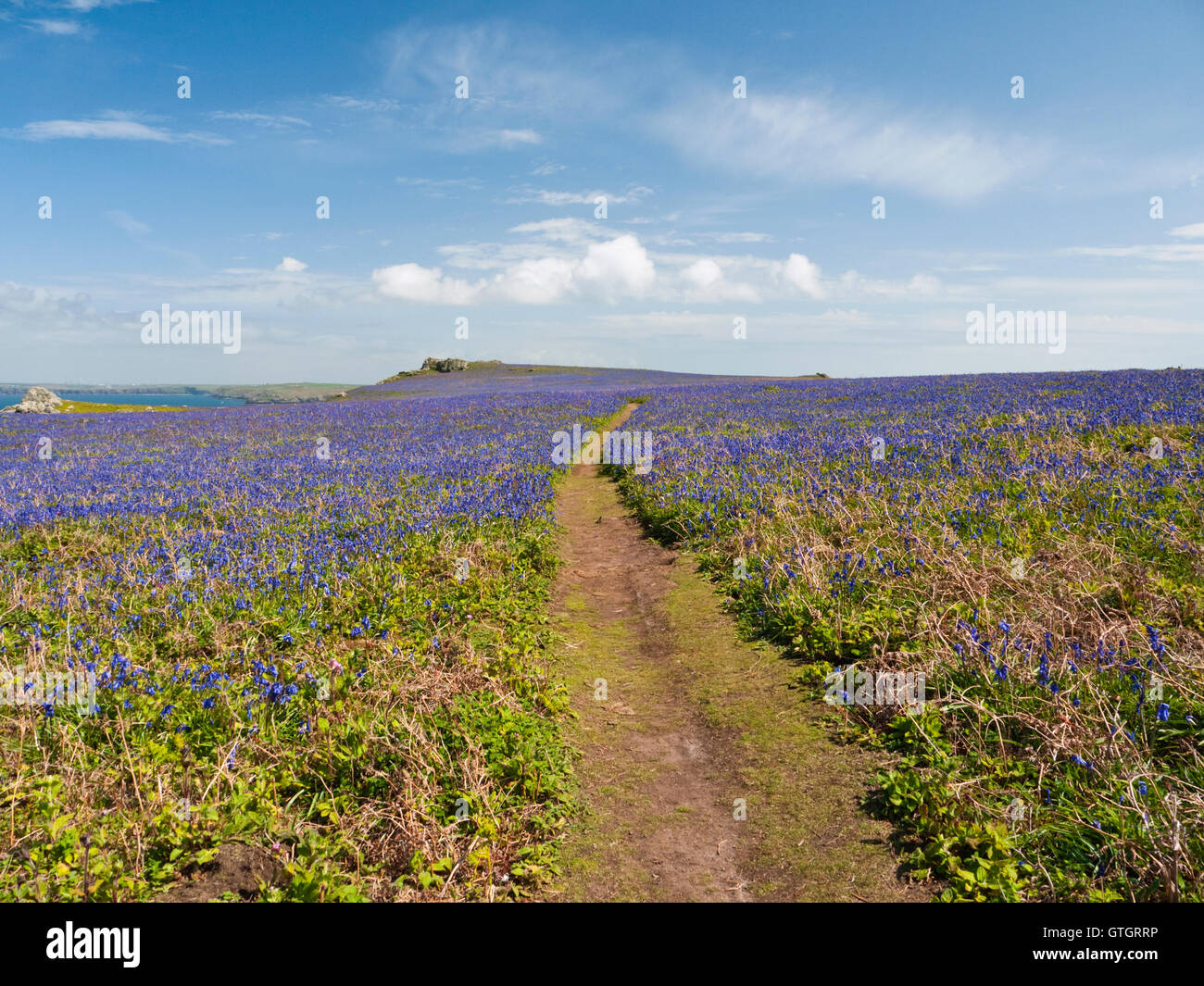 Native Bluebells (Hyacinthoides non-scripta) on the island of Skomer in the Pembrokeshire Coast National Park, Wales Stock Photo