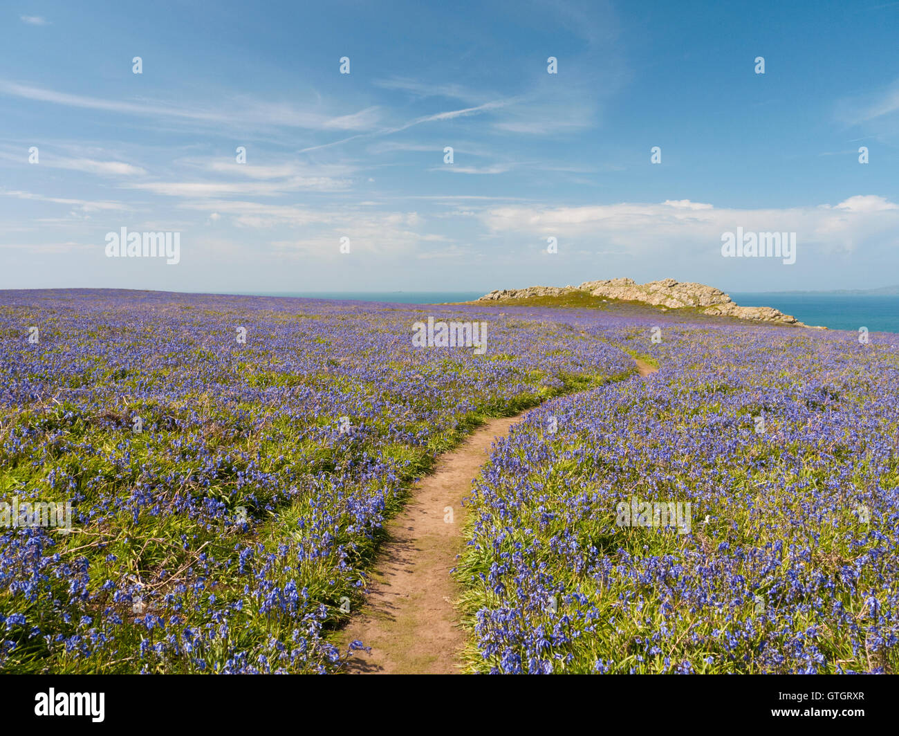 Native Bluebells (Hyacinthoides non-scripta) on the island of Skomer in the Pembrokeshire Coast National Park, Wales Stock Photo