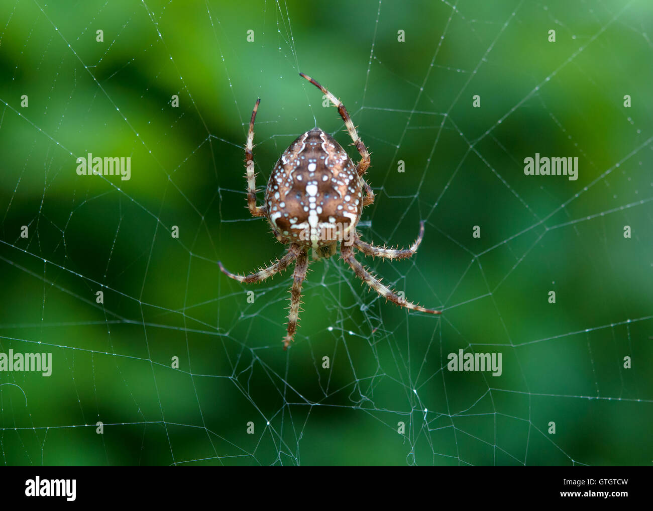 crusader spider on a spider web Stock Photo
