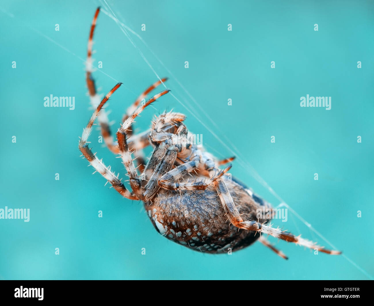 crusader spider on a spider web Stock Photo