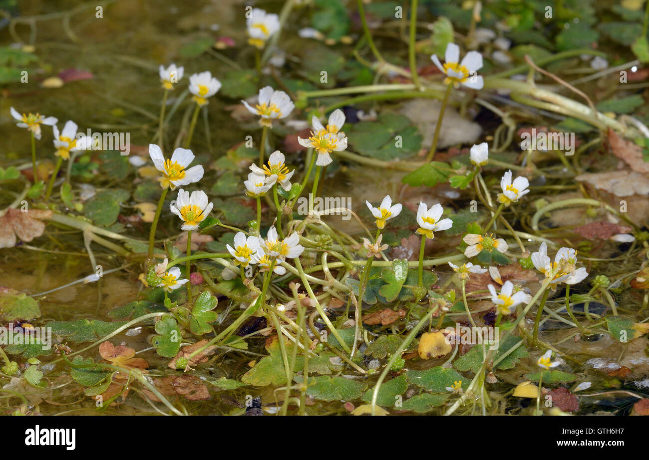 Pond Water Crowfoot - Ranunculus peltatus White Water Flowers Stock Photo