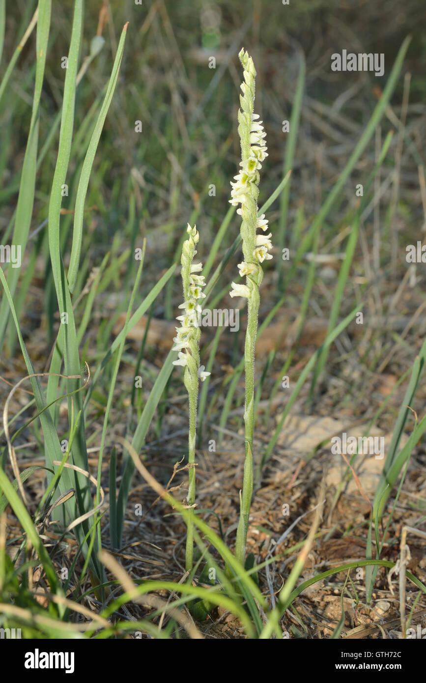 Autumn Ladys Tresses - Spiranthes spiralis Two flowers in Cyprus Forest Stock Photo