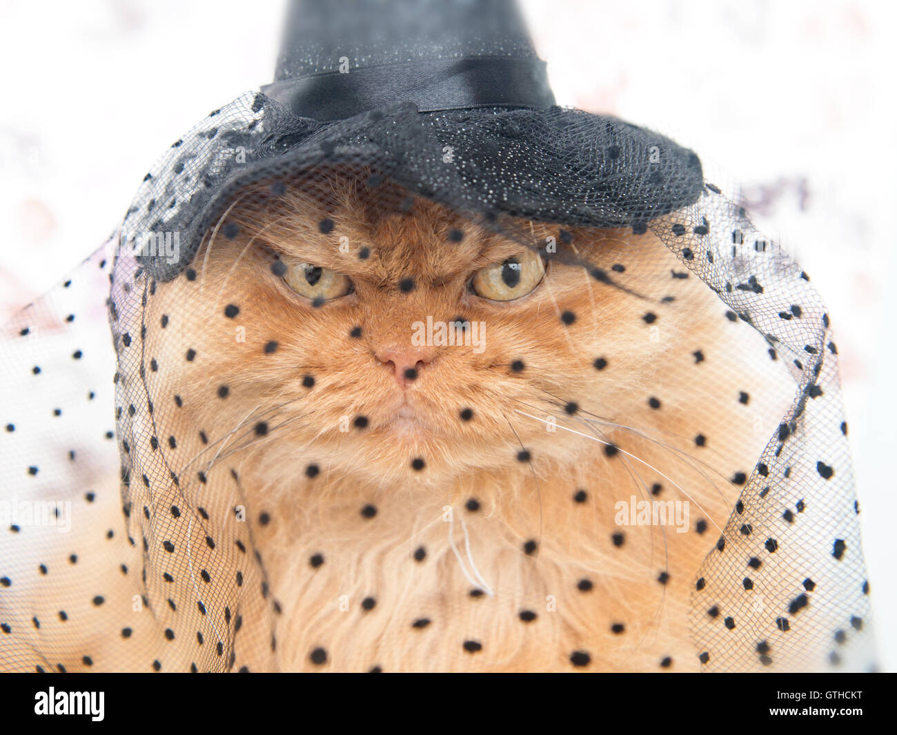 Persian cat with Halloween witch cat hat Stock Photo