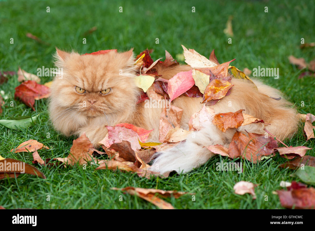 Persian cat in autumn leaves Stock Photo Alamy