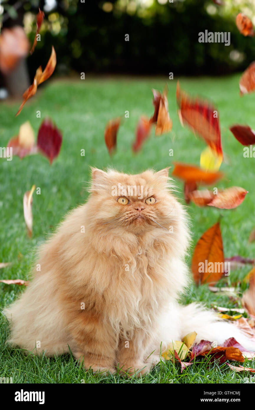 Persian cat watching autumn leaves fall in garden Stock Photo