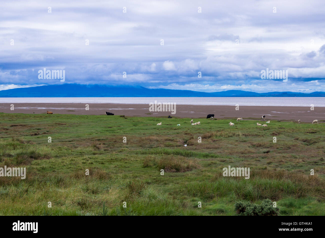 Lowther Hills, Dumfries & Galloway, seen from the Solway Firth, Bowness-on Solway, Cumbria, England, with grazing cattle Stock Photo