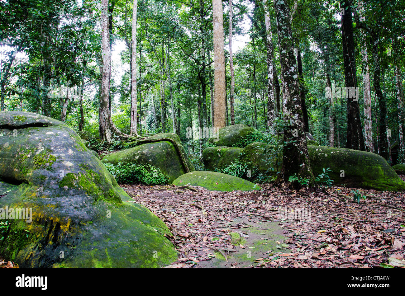 Trails in rain forest Stock Photo - Alamy